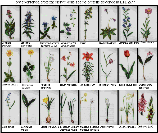 flora protetta 2